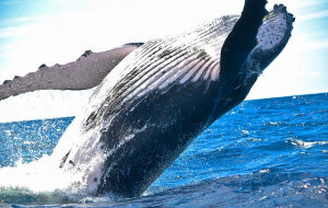 Whale Alert о будущем «биткоин-китов», влиянии EOS на цену ETH и сложностях анализа транзакций