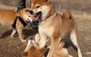 Подогреваемый «умными деньгами» Shiba Inu превзошел по капитализации Dogecoin