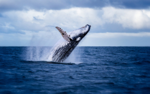 Число «китовьих» биткоин-адресов за год выросло на 30%