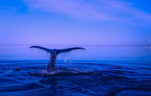 Доля «китов» на децентрализованных биржах растет из-за комиссий Ethereum