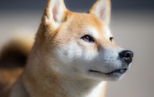 Dogecoin обошел Litecoin по доходности в объединенном майнинге на 200%